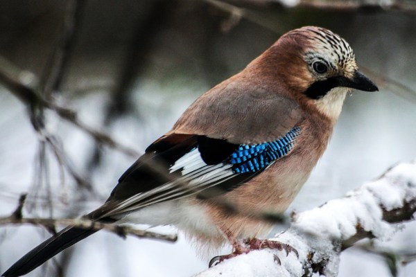 Caccia agli uccelli a Zurigo: solo tre specie ancora cacciabili