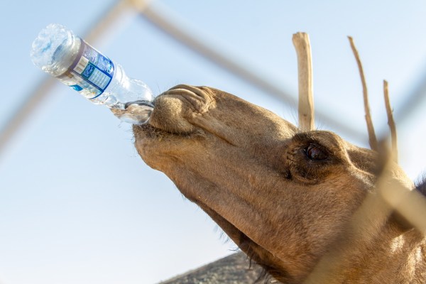 Flaschenwasser: 240’000 Plastikpartikel pro Liter