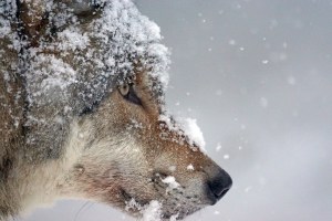 Wolfsabschuss Aufschiebende Wirkung hält an