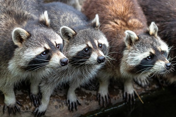Especies invasoras: no hay licencia para matar
