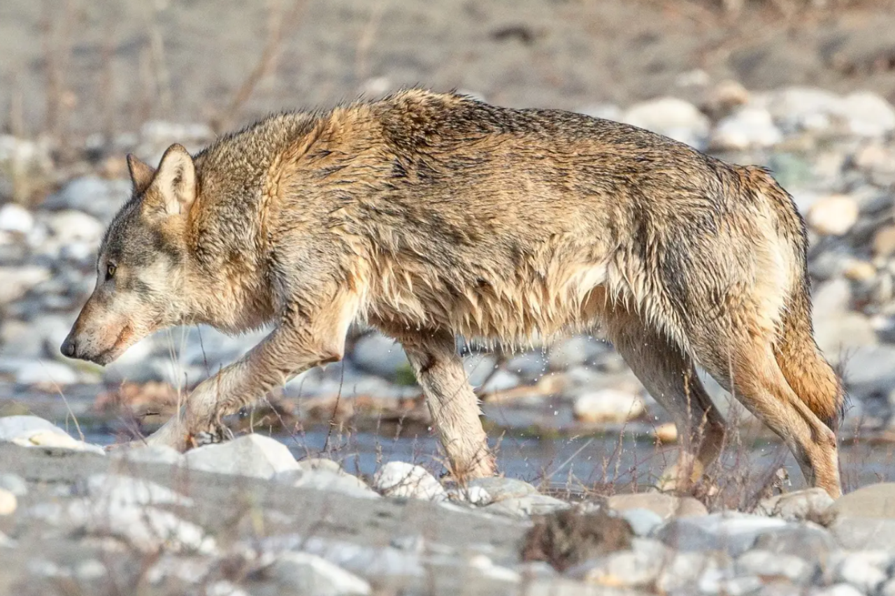 Älteste Schweizer Wölfin: Kontroverse ums Schicksal