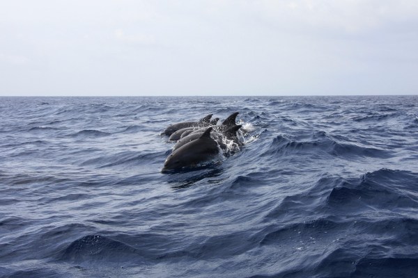Dolphins and small cetaceans: The threat is growing
