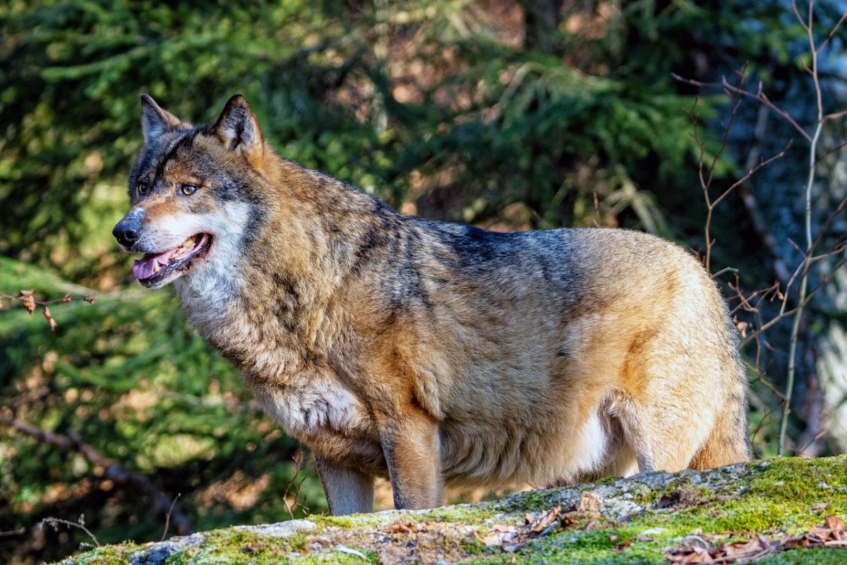 Experten in St. Gallen beenden Wolfsregulierung für diesen Winter