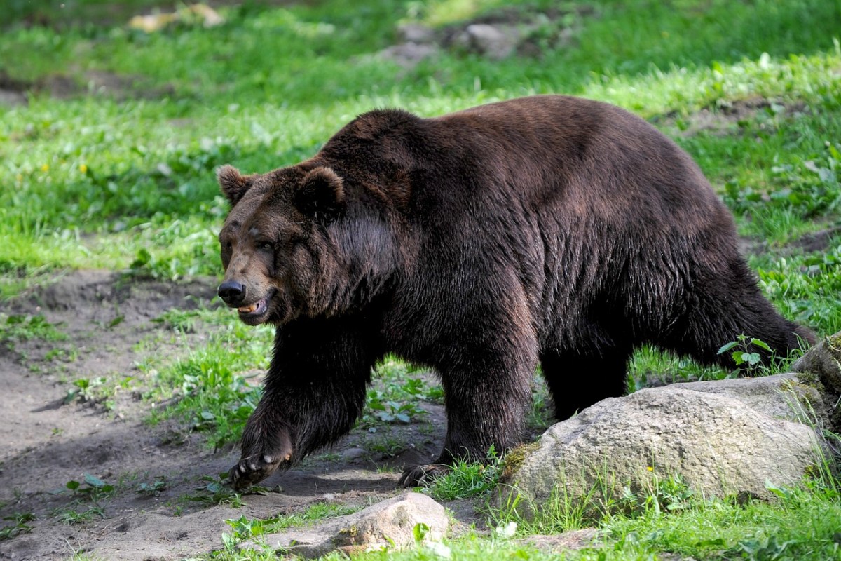 In Italien wurde ein als gefährlich eingestufter Bär von Forstbehörden erlegt