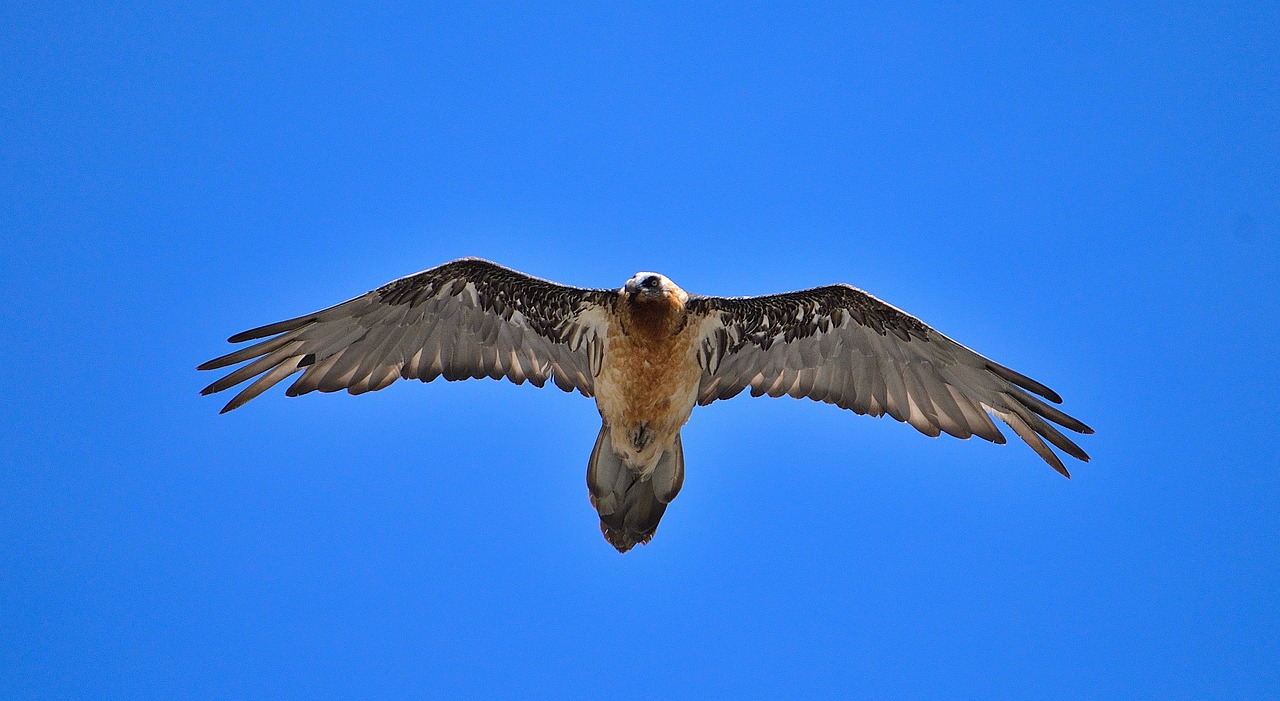 Kontroverse in der Schweiz Neue Initiative zur Regulierung der Wolf-, Bären-, Luchs- und Greifvogelpopulationen