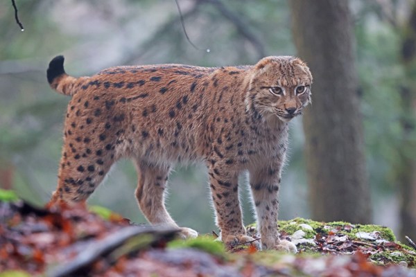 Luchs ohne Ohren: Genetische Verarmung im Jura