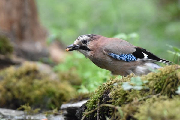 Austria: Support for hobby hunting in free fall