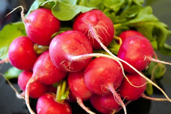 Radieschen: Knackige Schärfe aus dem Garten