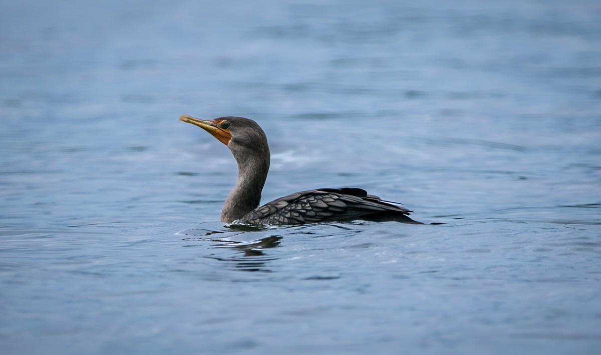 Seit September wurden im Jura rund vierzig Kormorane getötet