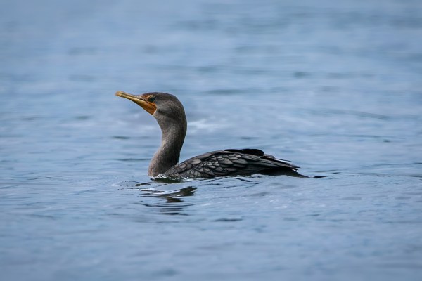 Cantone Giura: circa 40 cormorani uccisi