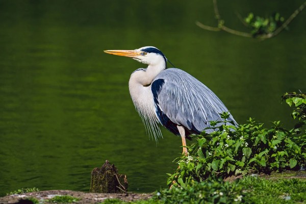 Salzburg: afschotplan voor vogels als aanval op natuurbescherming
