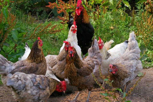 EU-Verbraucher wollen bessere Tierschutzgesetze