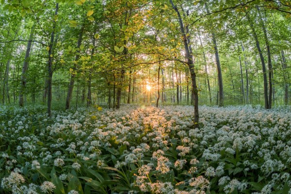 Bärlauch: Frühlingsbote mit Heilkraft