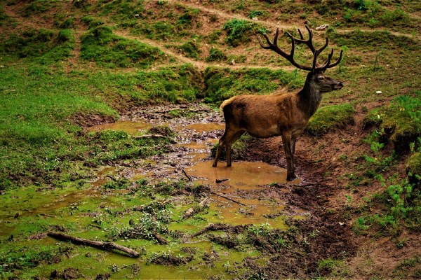 Bosbouw, hobbyjacht en wilde dieren in conflict