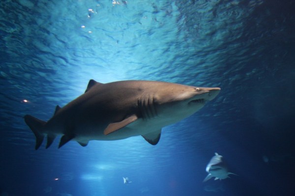 Ataques de tiburones: la verdad detrás del miedo
