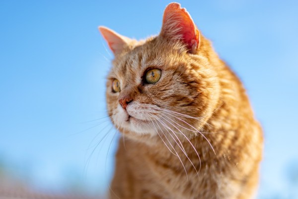 Hobby-Jäger erschiesst eigene Katze mit Schrotflinte