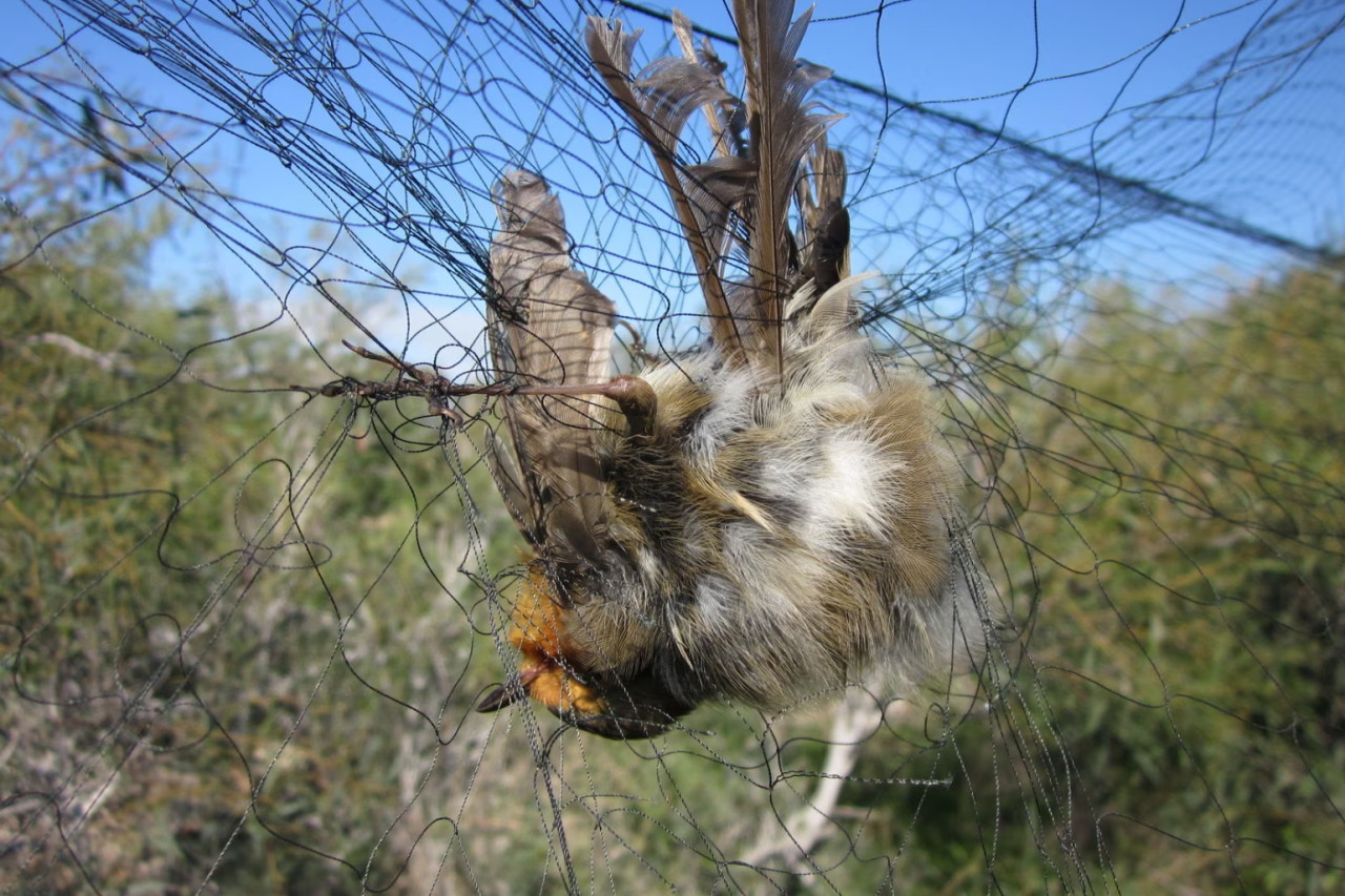 Illegale Massentötung von Singvögeln in Zypern Eine Bedrohung für die Artenvielfalt