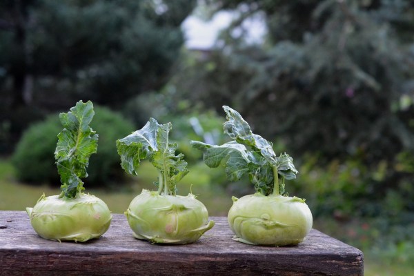 Kohlrabi: Gemüse mit Turbowachstum