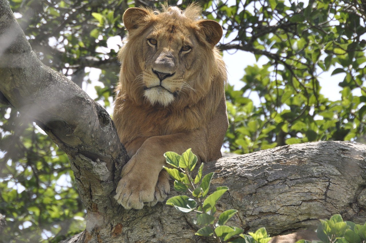 Decline of the lion population threatens wildlife diversity in Uganda
