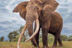 Trophäenjagd auf Elefanten Die Bedrohung der Superstosszahn-Gruppe