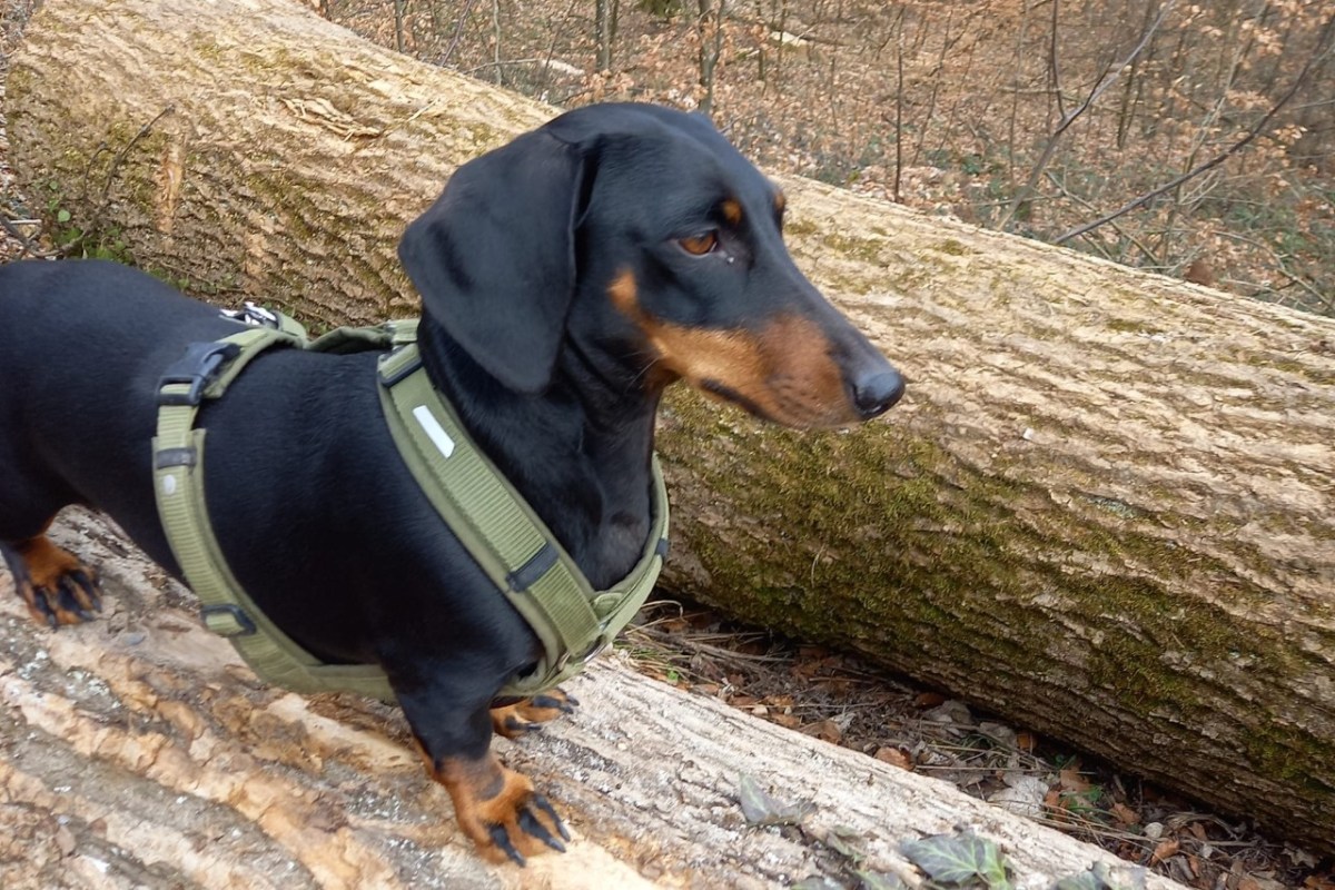 Wenn der Hund fürs Leben gern jagt
