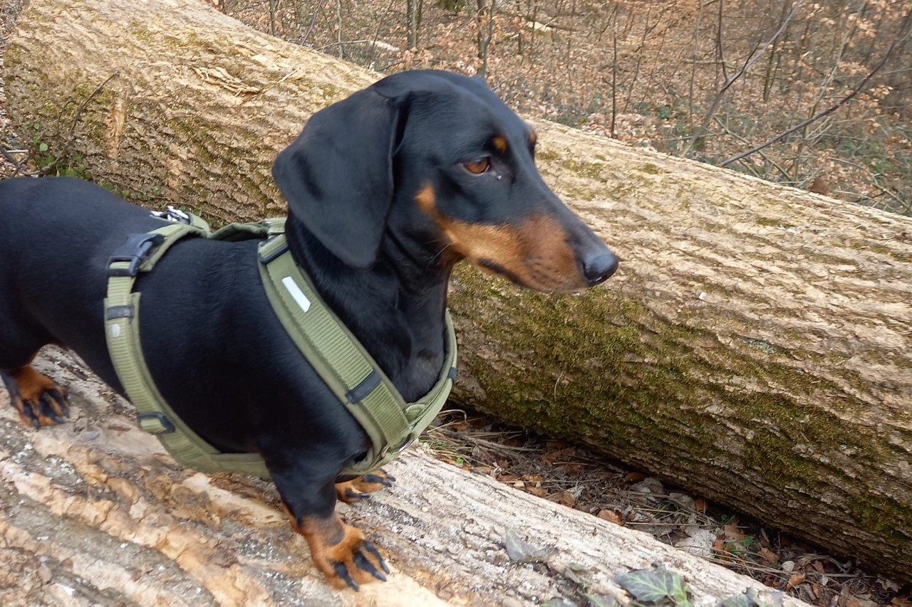 When the dog loves to hunt more than anything