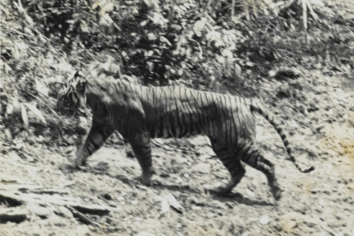 Wiederentdeckung des Java-Tigers löst Naturschutzmassnahmen aus