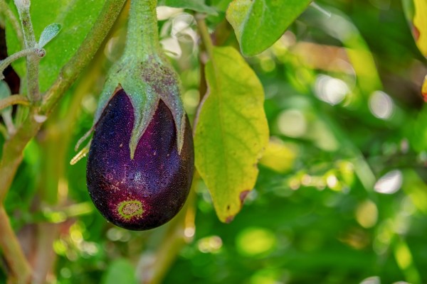 Auberginen: Mediterranes Flair aus Schweizer Anbau