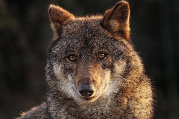 Beverin-Wolfsrudel nach Abschüssen wohl zerfallen