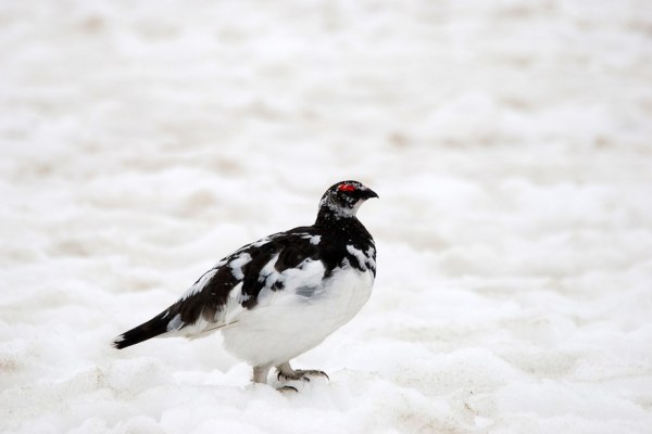 Urner Initiative für Schneehuhn und Schneehase steht