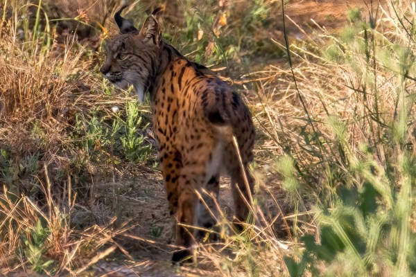 Iberischer Luchs: Bestand hat sich verdoppelt