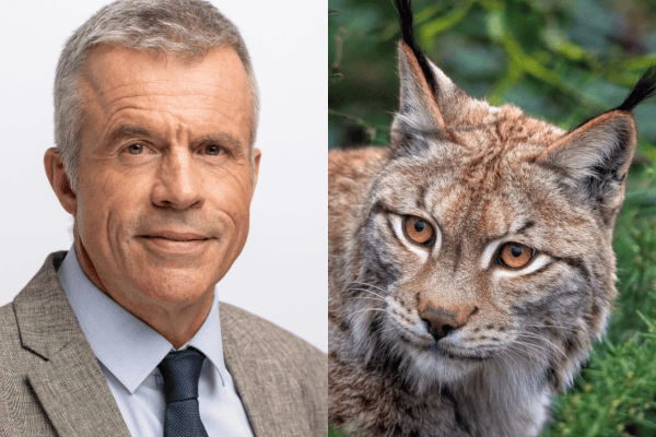 Wolfsmassaker: Droht jetzt ein Skandal beim Luchs?