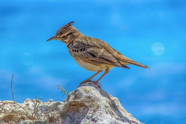 Frankreich schränkt Vogeljagd weiter ein