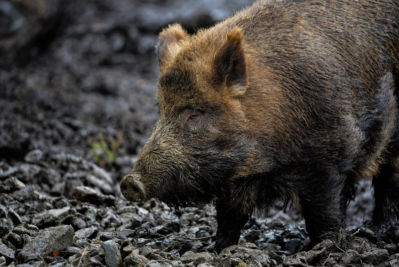 Italien will eine Million Wildschweine töten
