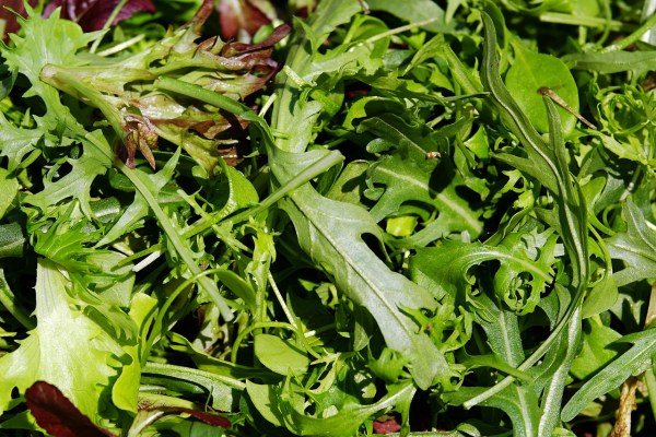 Apporte du caractère dans l'assiette : la roquette