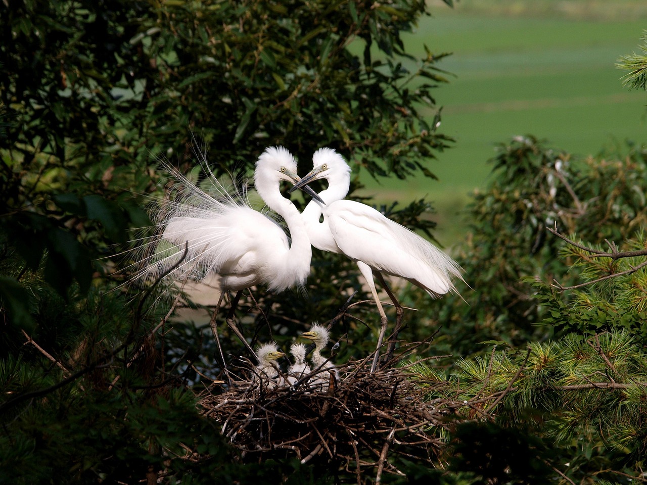 Il ruolo discutibile della caccia ricreativa nella protezione della natura