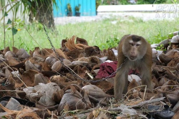 Erfolg: Coop setzt ein Zeichen gegen Tierleid