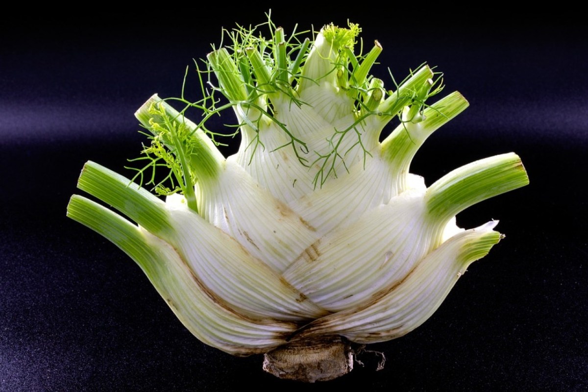 Fenchel Multitalent mit Heilkräften