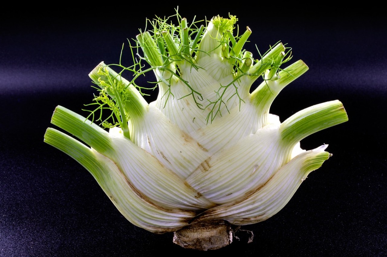 Fennel: A Multitalented Medicinal Plant