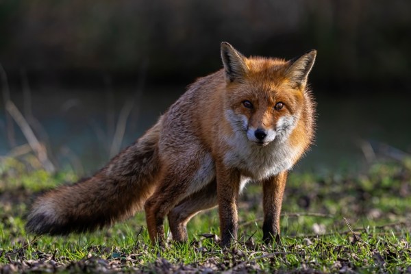 Fuchs qualvoll in Schlagfalle verendet