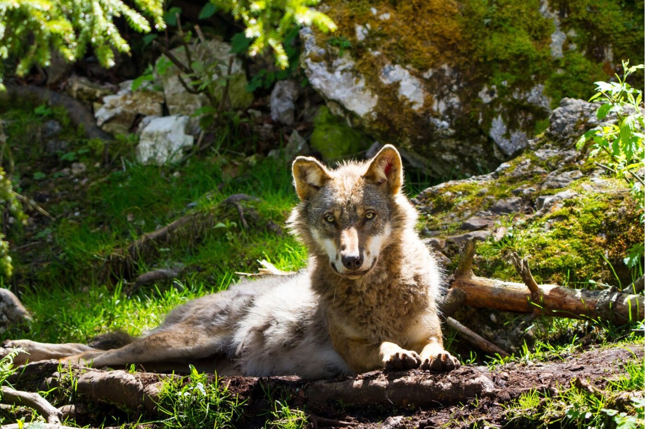 Gerichtsurteil zur Wolfsregulierung