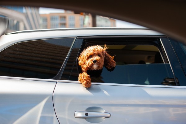 Hitzetod: So befreien Sie Hunde aus parkierten Autos