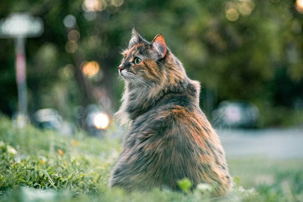 Hobby-Jäger (88) schiesst Katze nach Biss in Hinterkopf