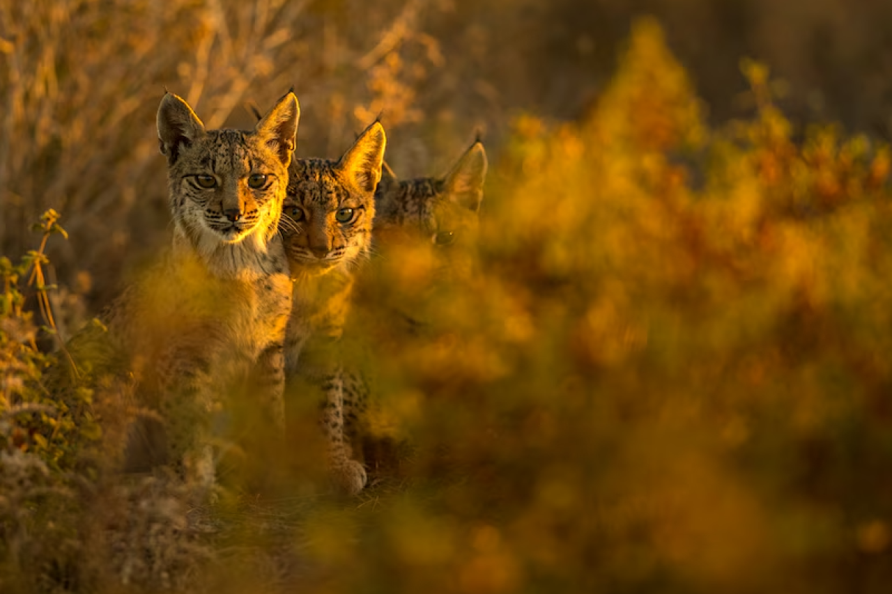 Iberischer Luchs in nur zwei Jahrzehnten vom Rande der Ausrottung zurückgeholt