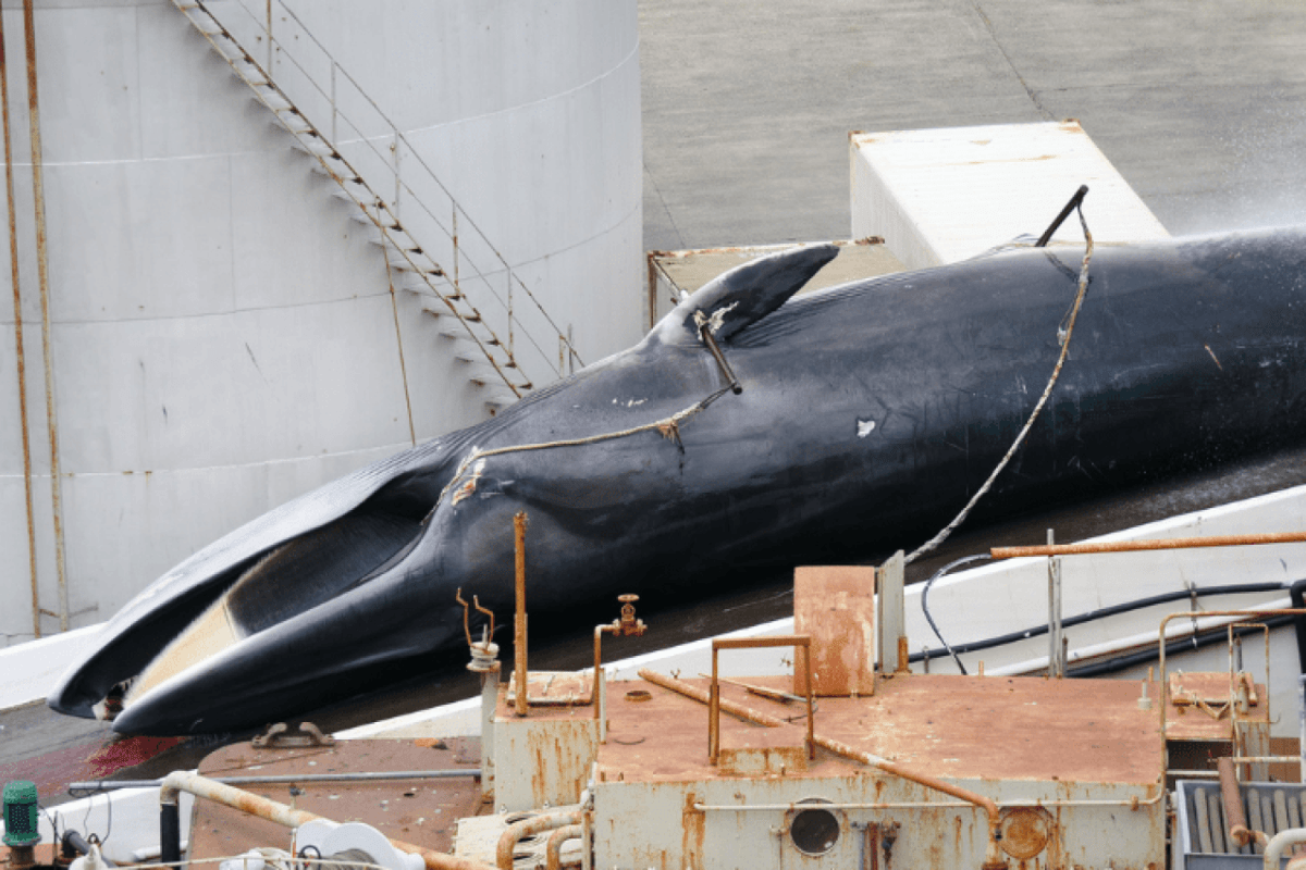 Island genehmigt trotz aller Skandale Walfang in 2024