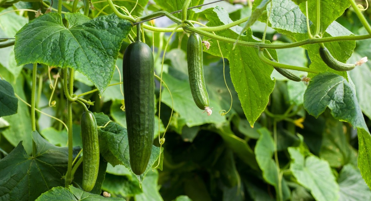 Salatgurke Erfrischend und leicht