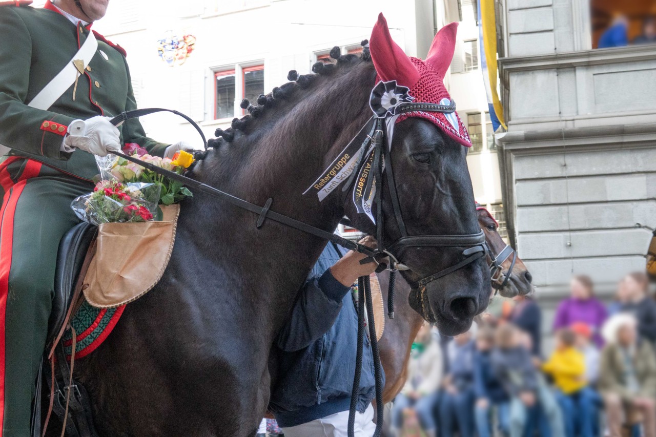 Tierschutzkritik am Sechseläuten