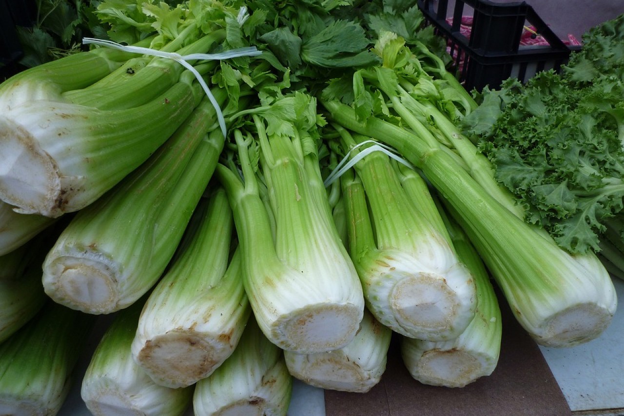From medicinal plant to kitchen vegetable: Celery