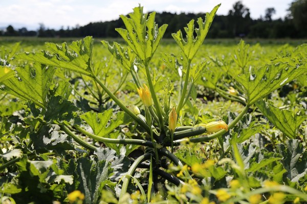 Courgette : une cucurbitacée estivale