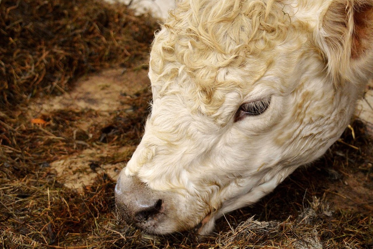 Zürcher Bauer steht wegen Tierquälerei vor Gericht